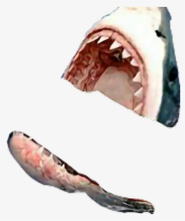 Transparent Megalodon Clipart Megalodon Shark Shark Scare Free Transparent Clipart Clipartkey - shark shark shark shark shark shark roblox