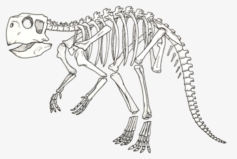 Transparent Dinosaur Bones Png - Line Art , Free Transparent Clipart 