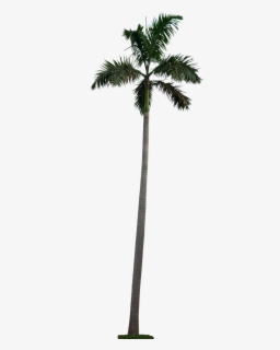 Foxtail Palm Png - Cuban Royal Palm Tree , Free Transparent Clipart ...