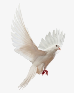 clip art doves flying png flying white dove png free transparent clipart clipartkey clip art doves flying png flying