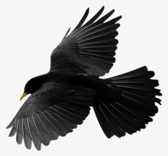 Bird Raven Crow Flying Freetoedit Burung Gagak Hitam Gambar Logo Kepala Gagak Free Transparent Clipart Clipartkey