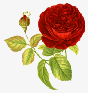 Rose Transparent Images Pluspng - Rose Outline Transparent Background ...