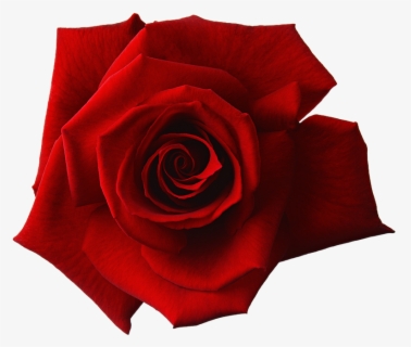 Rose Transparent Images Pluspng - Rose Outline Transparent Background ...