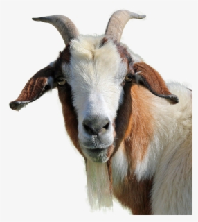 Goat Face Png Transparent Background Goat Png Free Transparent Clipart Clipartkey