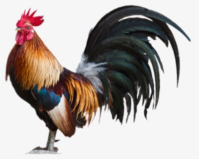 Rooster Clipart Live Chicken - Rooster Png , Free Transparent Clipart ...