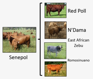 Crossbreeding Examples Senepol Data - Crossbreeding Examples , Free Transparent Clipart ...