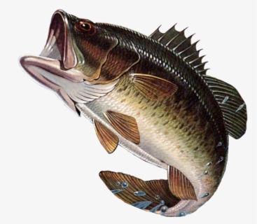 Sunfish Drawing Bass Hybrid - Mississippi State Fish , Free Transparent ...