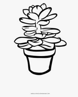 Succulent Coloring Page - Line Art , Free Transparent Clipart - ClipartKey