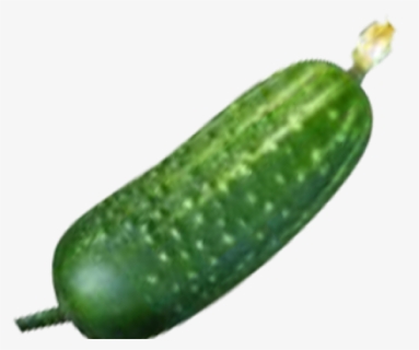 Zucchini Clipart Pipino - Cucumber Png Transparent , Free Transparent ...