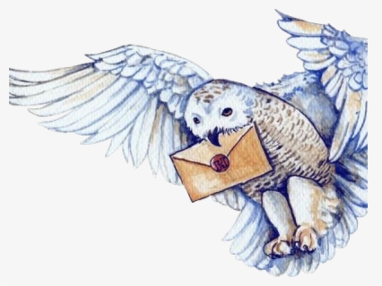 Harry Potter - Harry Potter With Hedwig Cartoon , Free Transparent ...