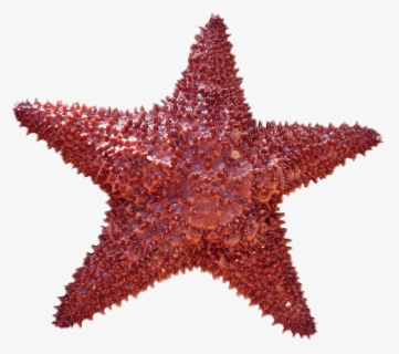 Estrella De Mar Png , Free Transparent Clipart - ClipartKey