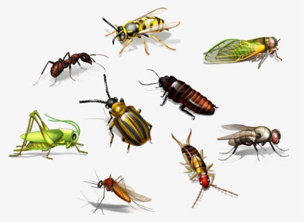 Flies Clipart Harmful Insect - Insects Name In Hindi , Free Transparent