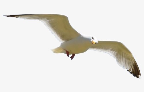 Clipart Seagull - Seagull Png , Free Transparent Clipart - ClipartKey