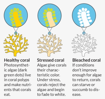Bleached Coral - Coral Reef Bleaching Diagram , Free Transparent ...