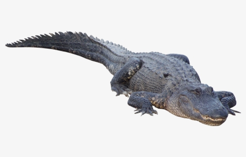 Alligator Png Clipart - American Crocodile , Free Transparent Clipart ...