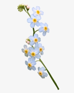 Free Clip Art Border Of Forget Me Not Flowers - Purple Flower
