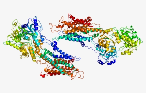 Hsp70s Involved In Protein Translocation Across The - Cartoon , Free ...