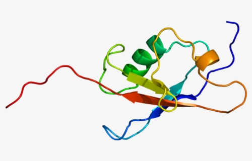 Hsp70s Involved In Protein Translocation Across The - Cartoon , Free ...
