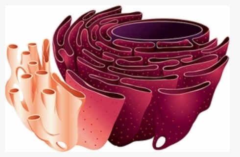 Cell Endoplasmic Reticulum , Free Transparent Clipart - ClipartKey