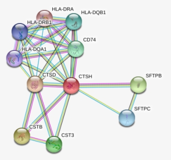 Hsp70s Involved In Protein Translocation Across The - Cartoon , Free ...