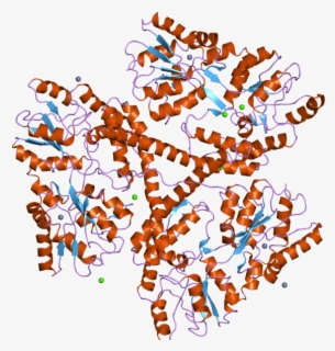 Hsp70s Involved In Protein Translocation Across The - Cartoon , Free ...