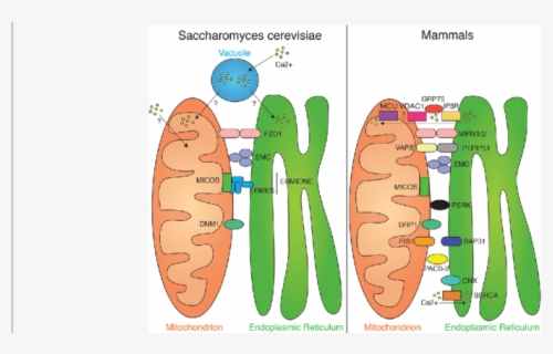 Hsp70s Involved In Protein Translocation Across The - Cartoon , Free ...