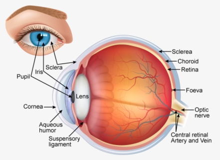 full labelled diagram of human eye