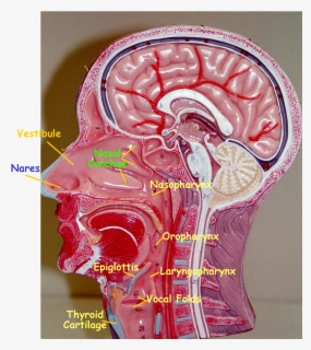 Paranasal Sinuses Model Labeled Free Transparent Clipart Clipartkey