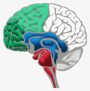 Brain All Parts Conscious Discipline Brain States Model Free