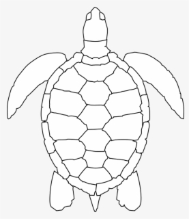 Simple Turtle Shell Pattern , Free Transparent Clipart - ClipartKey