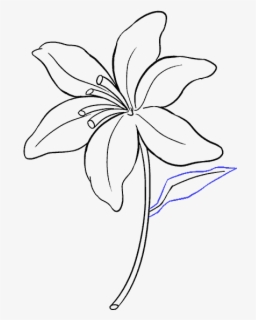 Clip Art Drawing Lilies - Simple Lily Drawing , Free Transparent ...