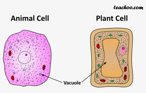 Image Showing Difference Between Animal Cell And Plant - Animal Cell ...