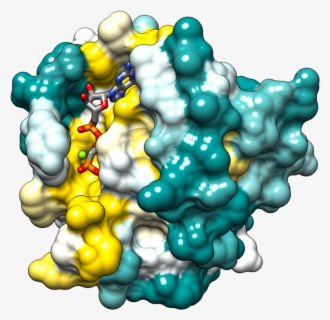 Structure Of H-ras - Ras Protein Structure , Free Transparent Clipart