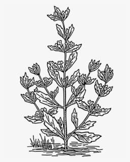 Mentha Spicata Draw , Free Transparent Clipart - ClipartKey