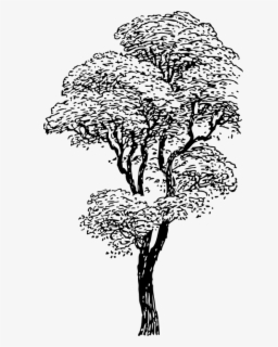 Free Tree Black And White Clip Art with No Background - ClipartKey