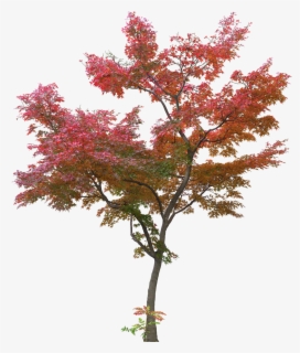 Branch Japanese Maple Tree Clip Art - Simple Tree For Photoshop , Free ...