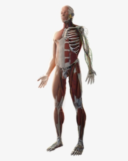 01 Body Structures - Human Body Systems Png , Free Transparent Clipart ...