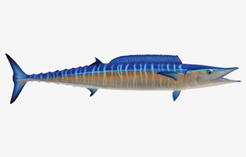 Download Wahoo Fish Clipart Png Download Wahoo Fish Sale Free Transparent Clipart Clipartkey