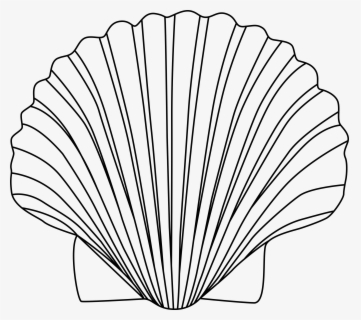 clam shell outline