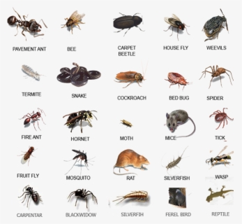 Common Pests , Free Transparent Clipart - ClipartKey