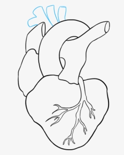 How To Draw Human Heart Simple Drawing Human Heart Free Transparent Clipart Clipartkey