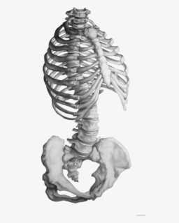 Clip Art Skeleton Sketches - Skeleton Torso Drawing , Free Transparent