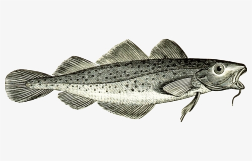 Atlantic Cod Transparent Background , Free Transparent Clipart - ClipartKey