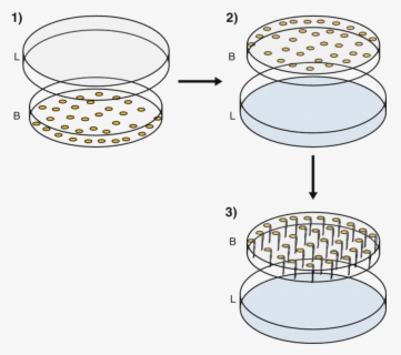 Free Seeds Clip Art With No Background Clipartkey