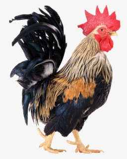 Cock Png , Free Transparent Clipart - ClipartKey