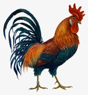 Cock - Colured - Cock Png Clipart , Free Transparent Clipart - ClipartKey