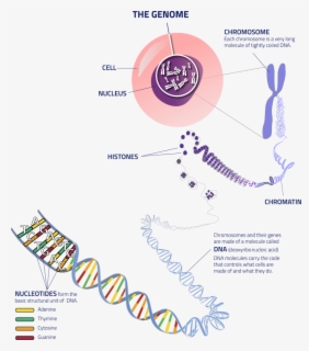 Thegenome Cell To Dna - Euchromatin And Heterochromatin Diagram , Free ...