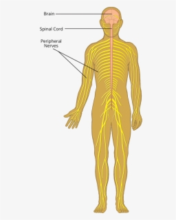 Featured image of post Cartoon Central Nervous System Clipart Use these nervous system clipart