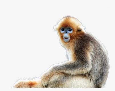 Golden Snub Nosed Monkey Range , Free Transparent Clipart - ClipartKey