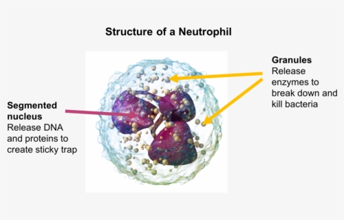 Neutrofilos bajos que significa